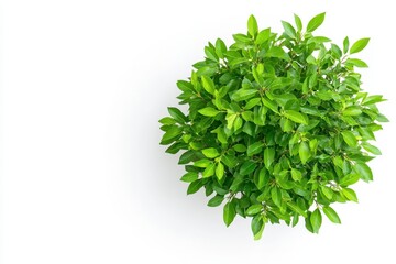 Obraz premium Overhead View of Lush Green Potted Plant on White Background
