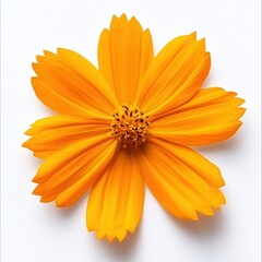 Obraz premium Radiant Cosmos Blossom in Golden Hues Captivating Floral Beauty on White Backdrop Close Up Macro Shot