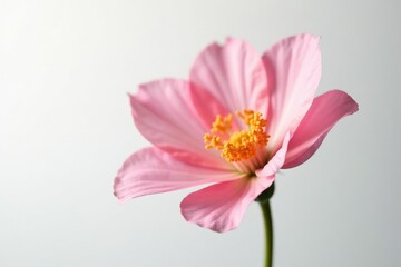 Fototapeta premium delicate petals of a flower isolated against soft white background, solitary, bloom, gentle