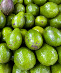 Pile of ripe green avocados