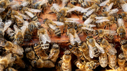Many bees climb wooden honeycombs inside the hive. Beekeeping. Bee breeding, production of natural honey. The life of a bee colony.