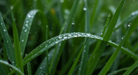 Naklejka premium Emerald Dewdrops AI Generated