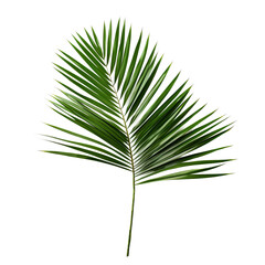 palm tree isolated on white background