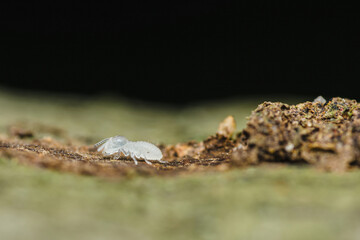 White worker termite crawling on wood in the wild