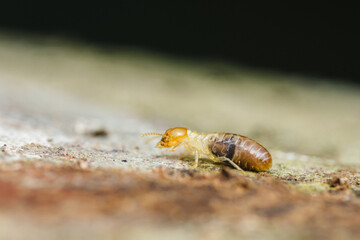 Termite walking on wood in natural environment
