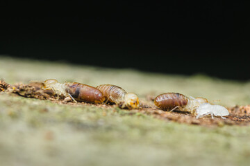 Termites walking on wood: destructive pests in action