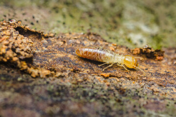 Termite worker walking on decaying wood in natural habitat