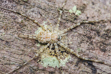 Huntsman spider standing on tree bark covered with lichen