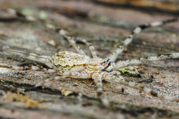 Huntsman spider crawling on tree trunk in natural habitat