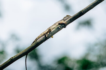 Oriental garden lizard resting on branch in tropical forest