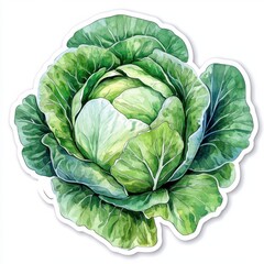 Obraz premium Fresh Green Cabbage Watercolor Illustration A Vibrant Head of Cabbage Perfect for Cookbook Illustrations or Farmers Market Designs