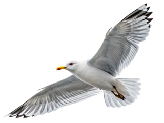 Seagull flying isolated on transparent background