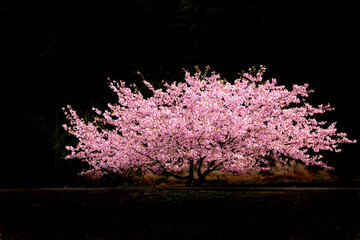 在りし日（記憶の中の）