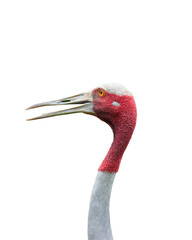 The Eastern Sarus Crane isolated on white background. This has clipping path.