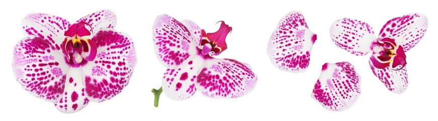 pink phalaenopsis orchid flower isolated on white background © kolesnikovserg