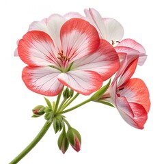 Geranium flower, single geranium in full bloom, hyper-realistic, ultra-detailed petals with vibrant colors like red, pink, or white, soft natural lighting, high resolution, white background 