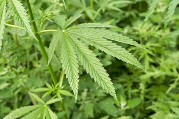 Lush green cannabis plant leaves in natural outdoor setting.