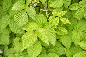 Vibrant green raspberry plant leaves with textured surface in lush garden setting.