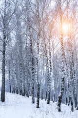 Birch grove after a snowfall on a winter. Sunlight breaking through the branches.