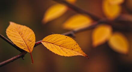 Naklejka premium Autumn Leaves, Close-up, Two Golden Leaves on Branch AI Generated