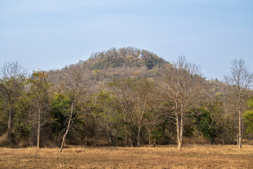 forest chowki outpost or camp at top of hill in safari at panna national park tiger reserve madhya...