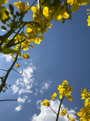 Bright Yellow Flowers Are Blooming Under a Beautiful Blue Sky on an Enjoyable Sunny Day