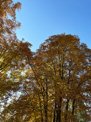 Tall lush trees with yellow, orange and brown leaves against a cloudless blue sky, close-up, view from below. Sunny day. Autumn season.