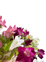 A fragment of a lush bouquet of alstroemerias of white, pink, purple and beige colors with green leaves on a white background in the lower left corner of the photo, close-up. There is space for text.