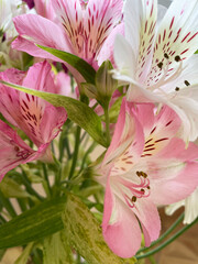 A lush bouquet of pink and white alstroemerias with green stems and leaves, close-up, side view. Blooming flowers and small buds.