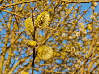 Willow yellow blossom branches on bright blue sky background in spring , selective focus