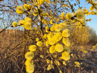 Willow yellow blossom branches on bright blue sky background in spring , selective focus