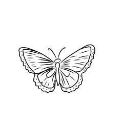 Fototapeta premium butterfly isolated on white