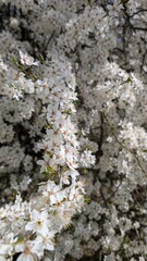 Close-up of white flowers blooming in the spring.