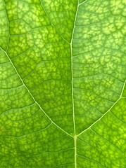A CloseUp of a Beautifully Vibrant Green Leaf Featuring Its Intricate Veins and Patterns