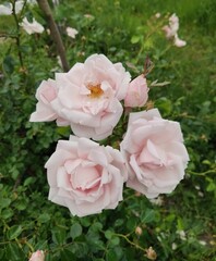 Beautiful Light Pink Roses Blooming in a Vibrant Green Garden Setting