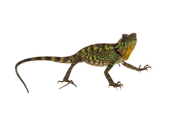 PNG format: Kuhl's Angelhead Lizard (Gonocephalus kuhlii lizard)