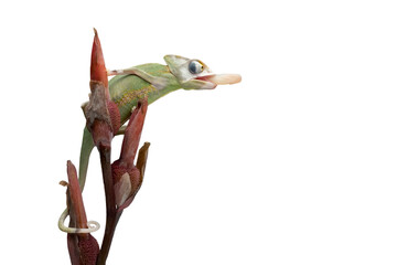 PNG format: Beautiful Pied Veiled or Piebald Veiled Chameleon (Chamaeleo calyptratus) ready to...