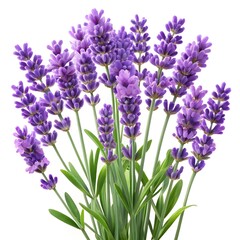 Fototapeta premium Lavender flower, single sprig of lavender in full bloom, hyper-realistic, ultra-detailed purple blossoms with soft green stems, soft natural lighting, high resolution, white background, 