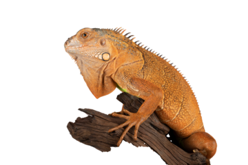 PNG format: Red Albino Iguana (Iguana iguana) on wood.
