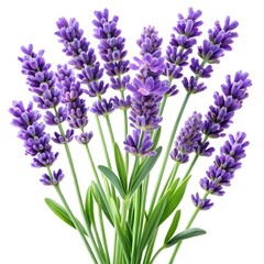 Naklejka premium Lavender flower, single sprig of lavender in full bloom, hyper-realistic, ultra-detailed purple blossoms with soft green stems, soft natural lighting, high resolution, white background, 