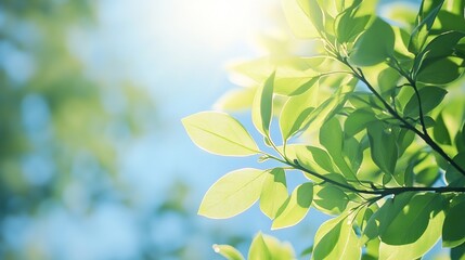 Vibrant green leaves basking in sunlight, a refreshing springtime scene. Perfect for nature, health, or environmental themes.