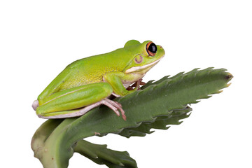 PNG format: The White-lipped tree frog (Litoria infrafrenata) also known as the Giant tree frog.