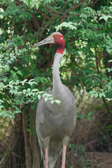The Eastern Sarus Crane is a free-ranging and protected species by local people.