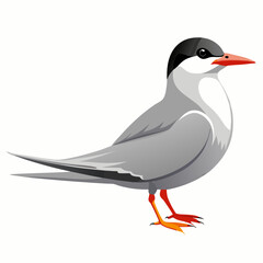 black and white bird