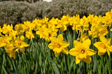 Obraz premium yellow daffodils in the garden on a clear spring morning