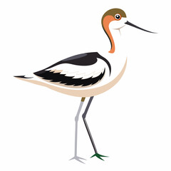 crane bird vector