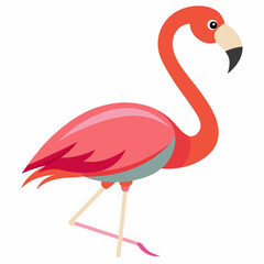 flamingo on white