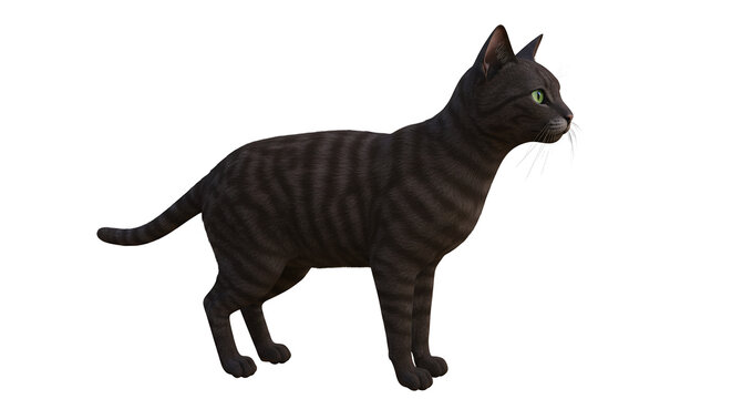 Adorable Black Cat with Stripes Looking Curiously at Its Surroundings