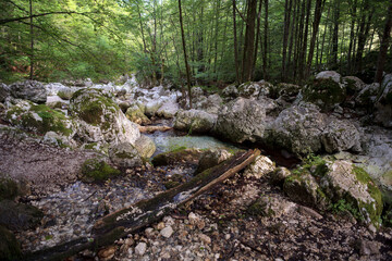 Sunikov Vodni Gaj Nature Preserve, Slovenia © bepsphoto