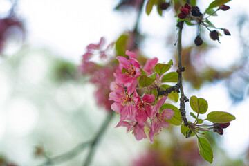 Pink blossoms in spring. Close-up photograph captures delicate clusters of pink blossoms hanging from a branch with leaves. Turkey, Selective focus